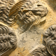 Illustration for article titled Trilobites: The Greatest Survivors in Earth's History